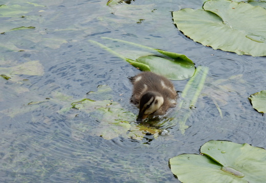 Animaux